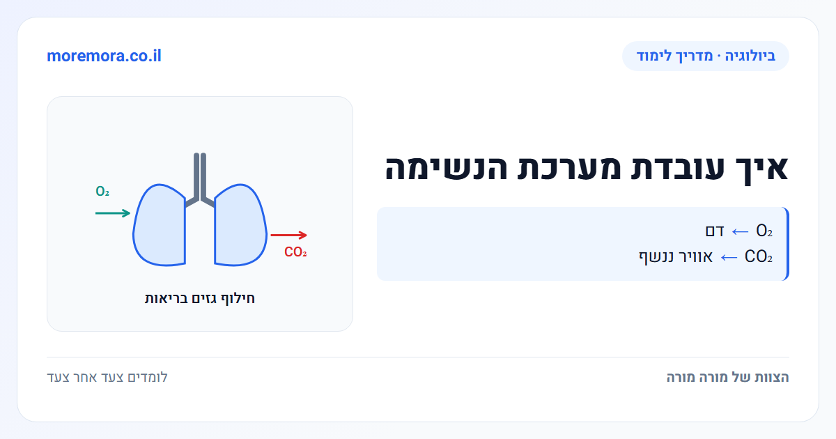 איך עובדת מערכת הנשימה - O₂ → דם ; CO₂ → אוויר ננשף