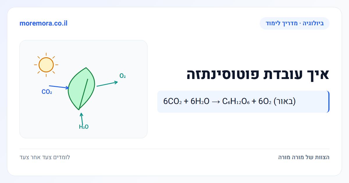 איך עובדת פוטוסינתזה - 6CO₂ + 6H₂O → C₆H₁₂O₆ + 6O₂ (באור)